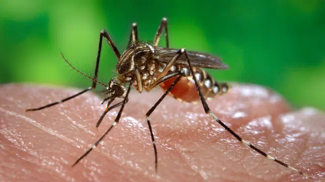 Hembra del mosquito Aedes aegypti, transmisor del dengue.