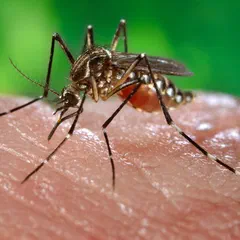 Hembra del mosquito Aedes aegypti, transmisor del dengue.