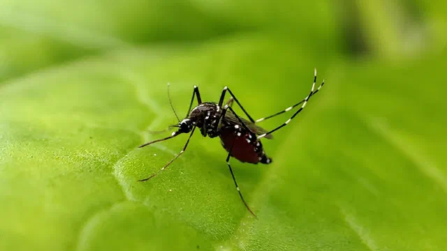 Un mosquito Aedes aegypti, el transmisor del dengue, posado sobre una hoja.
