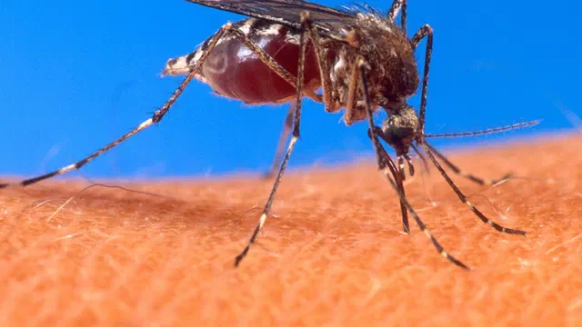 Imagen de archivo: Mosquito Aedes aegypti, transmisor del dengue.